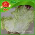 Lechuga iceberg orgánica / lechuga romain